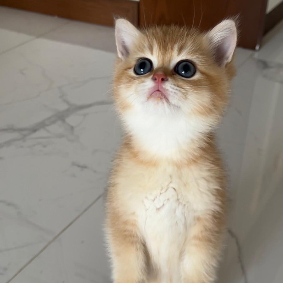 橘猫爱米成长日记
