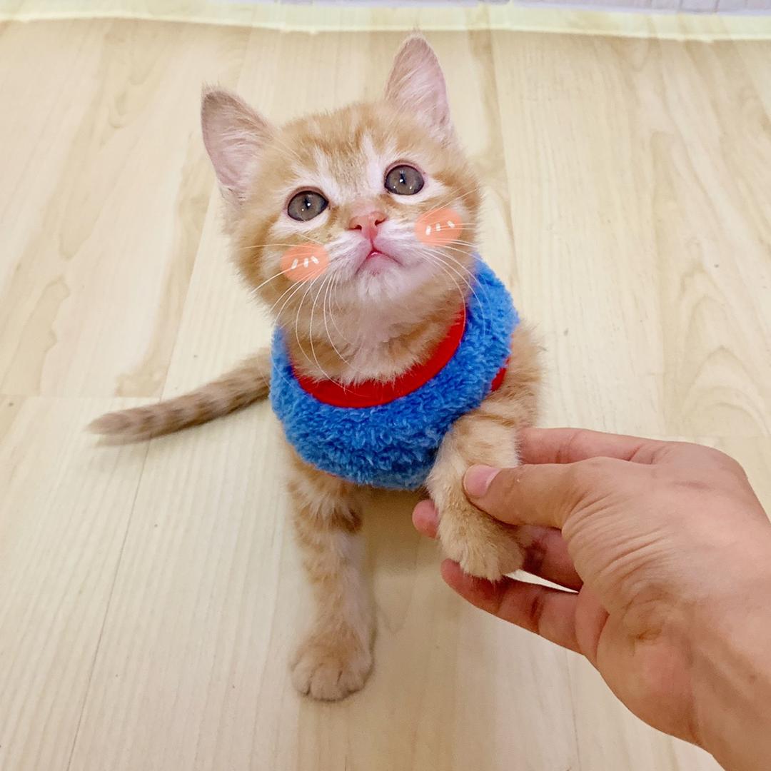 🐱大力出奇迹