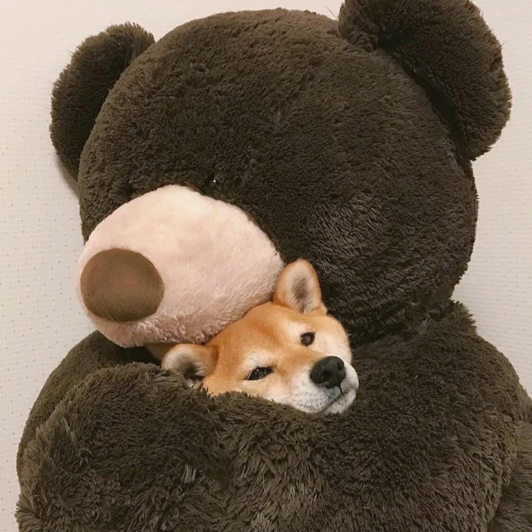 虫虫大懒虫