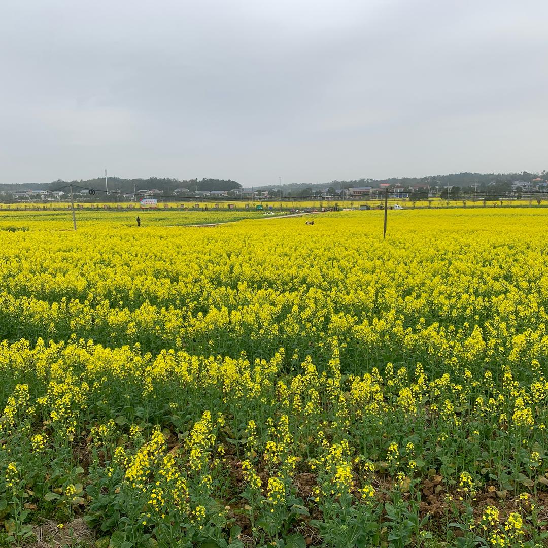 待到山花烂漫时