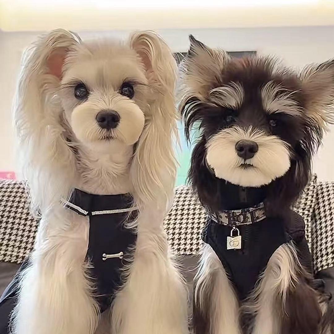 格格巫ོ