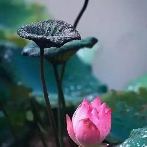 卍吉祥卍