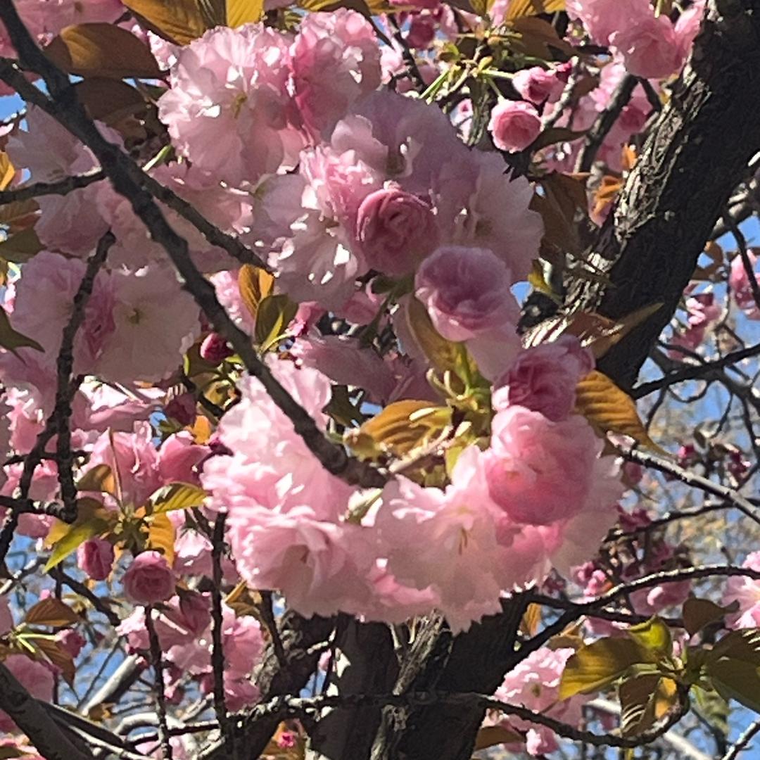 💗想事成