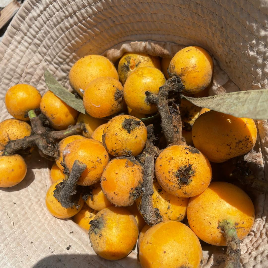 小白熊（小白）