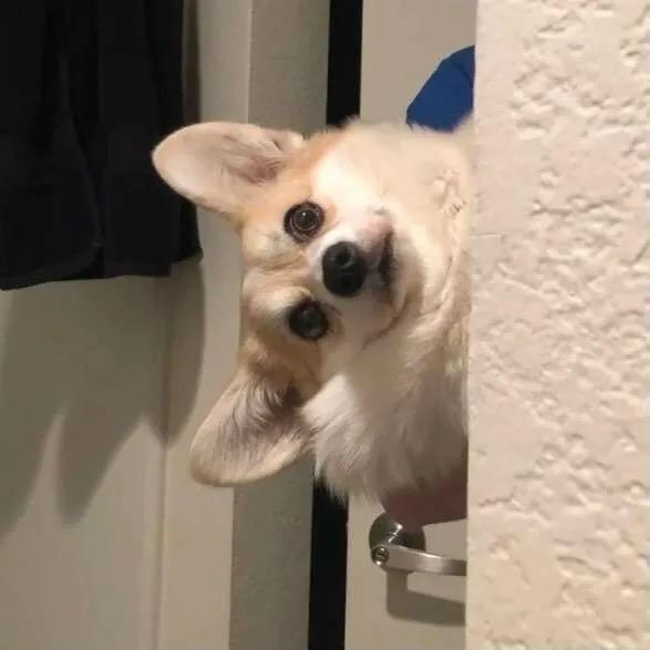 粉身碎骨小青龙