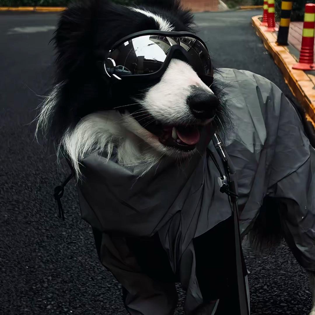 山东CKU牧隆犬舍（莱芜区）