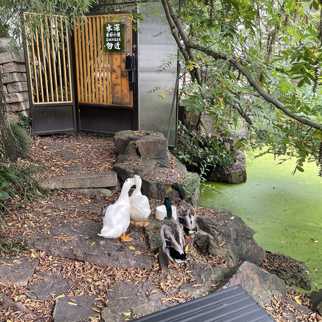 皮卡邱潮玩拆盒