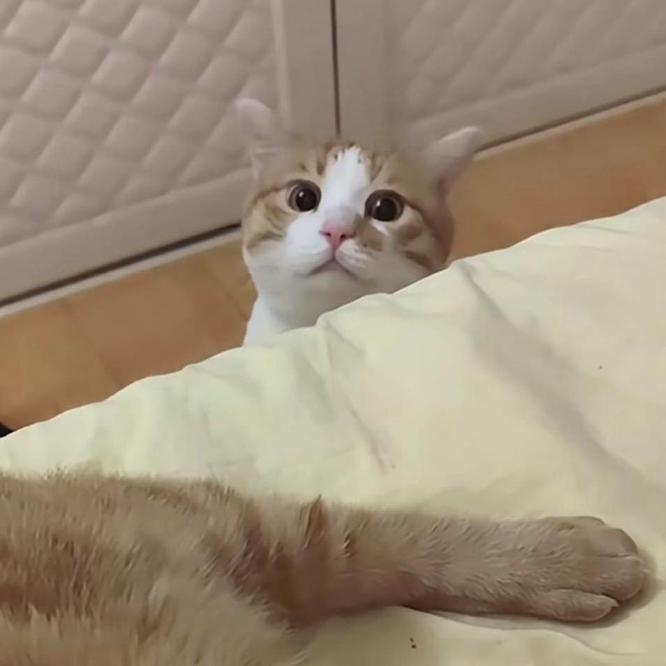 尊嘟系你