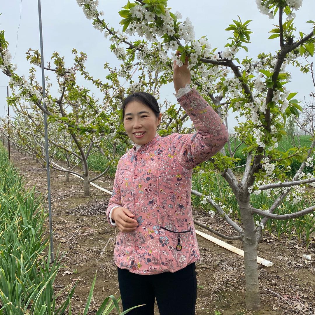 开封樱桃姐生活日常