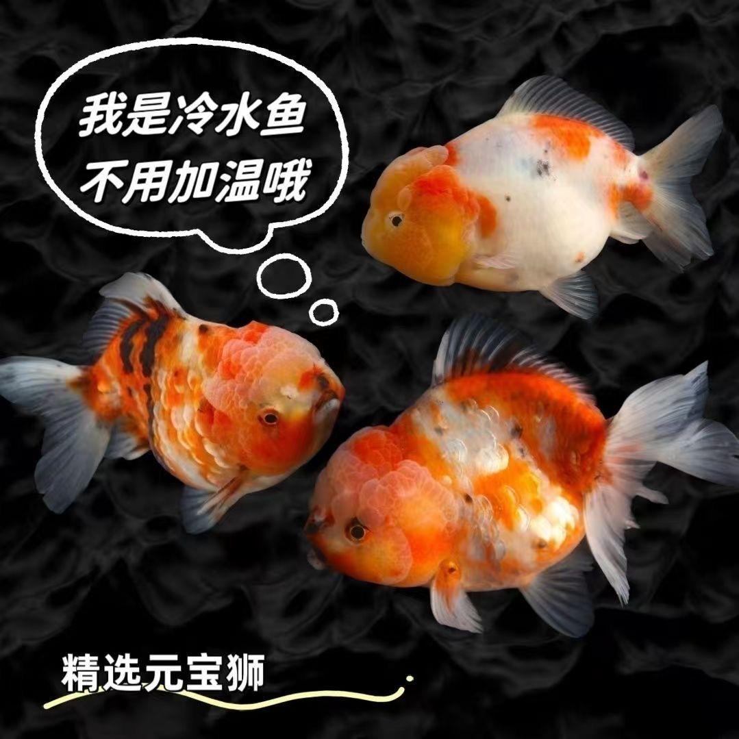 阳阳观赏鱼养殖店