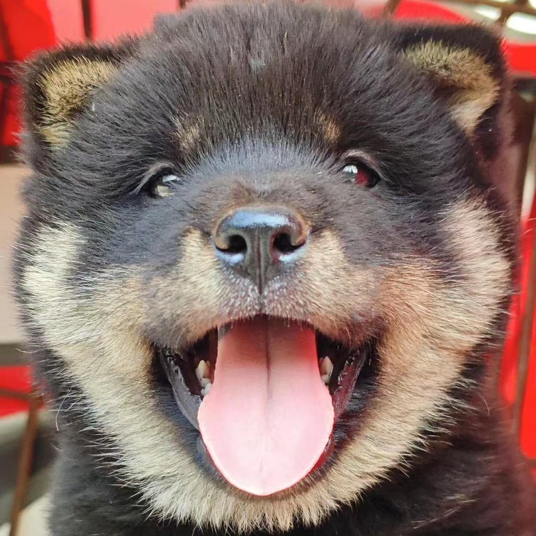 广西六六田园犬🐶