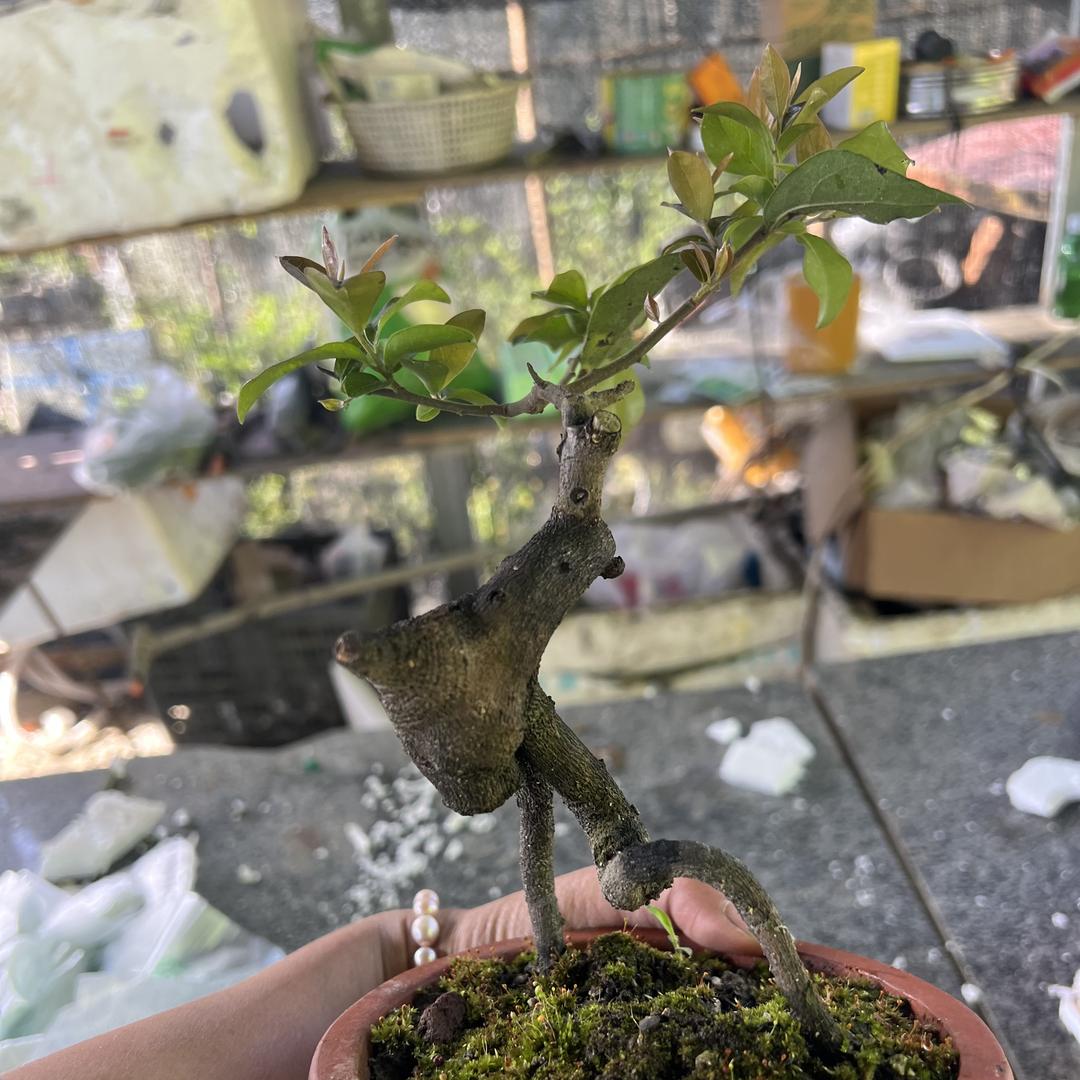 花千谷金弹子园艺