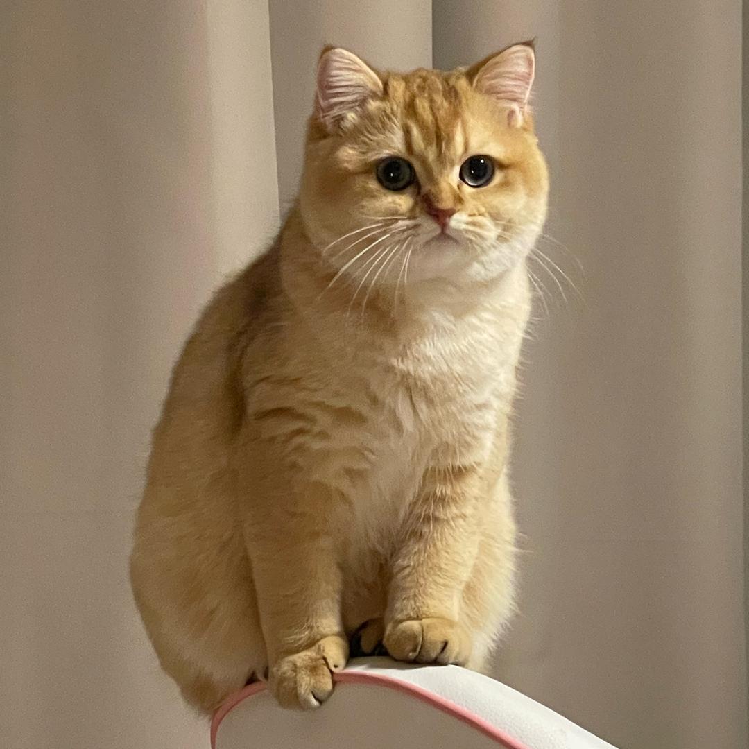 泥猴桃是只猪