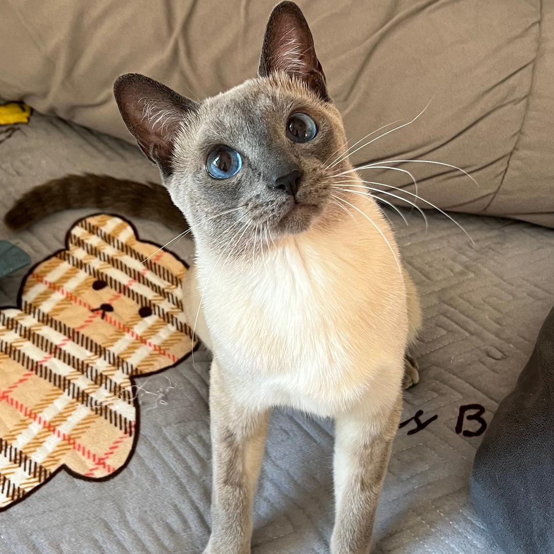 Simon