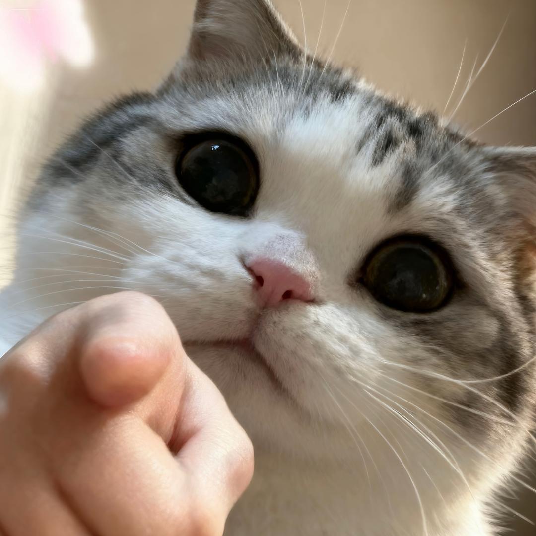 元宝团子