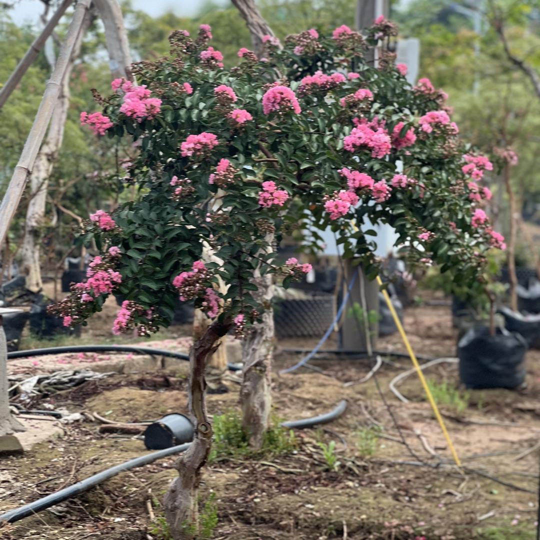 玉润花卉