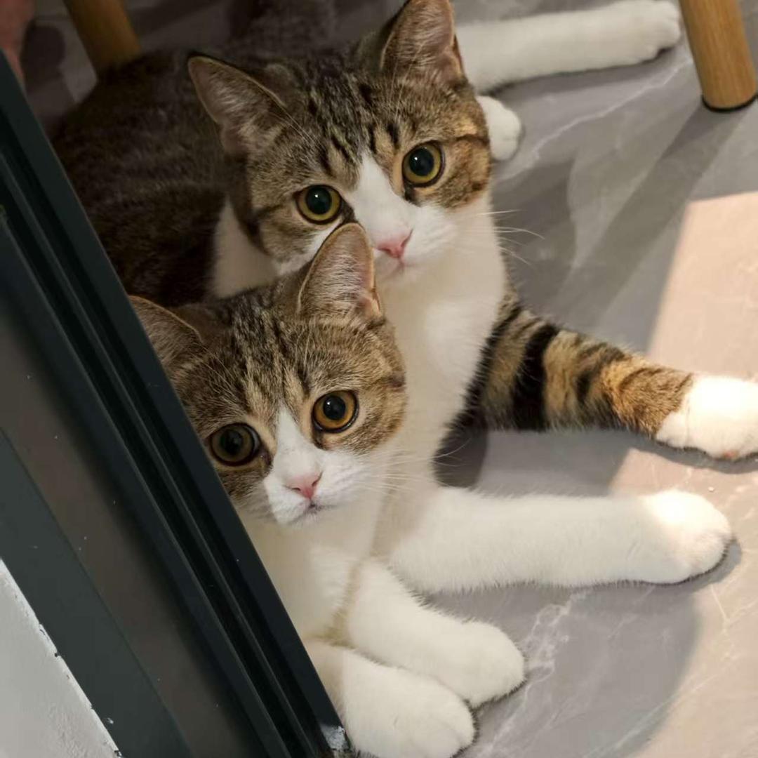 小熊与Nono的猫猫屋