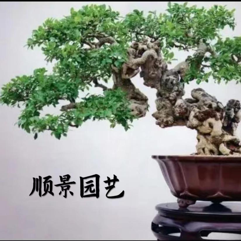 肇庆顺景园艺