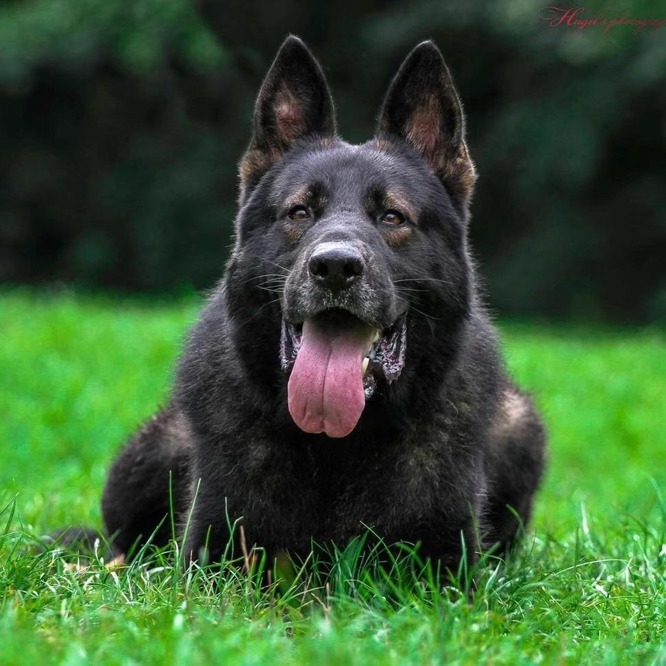 商丘 东德牧羊犬基地