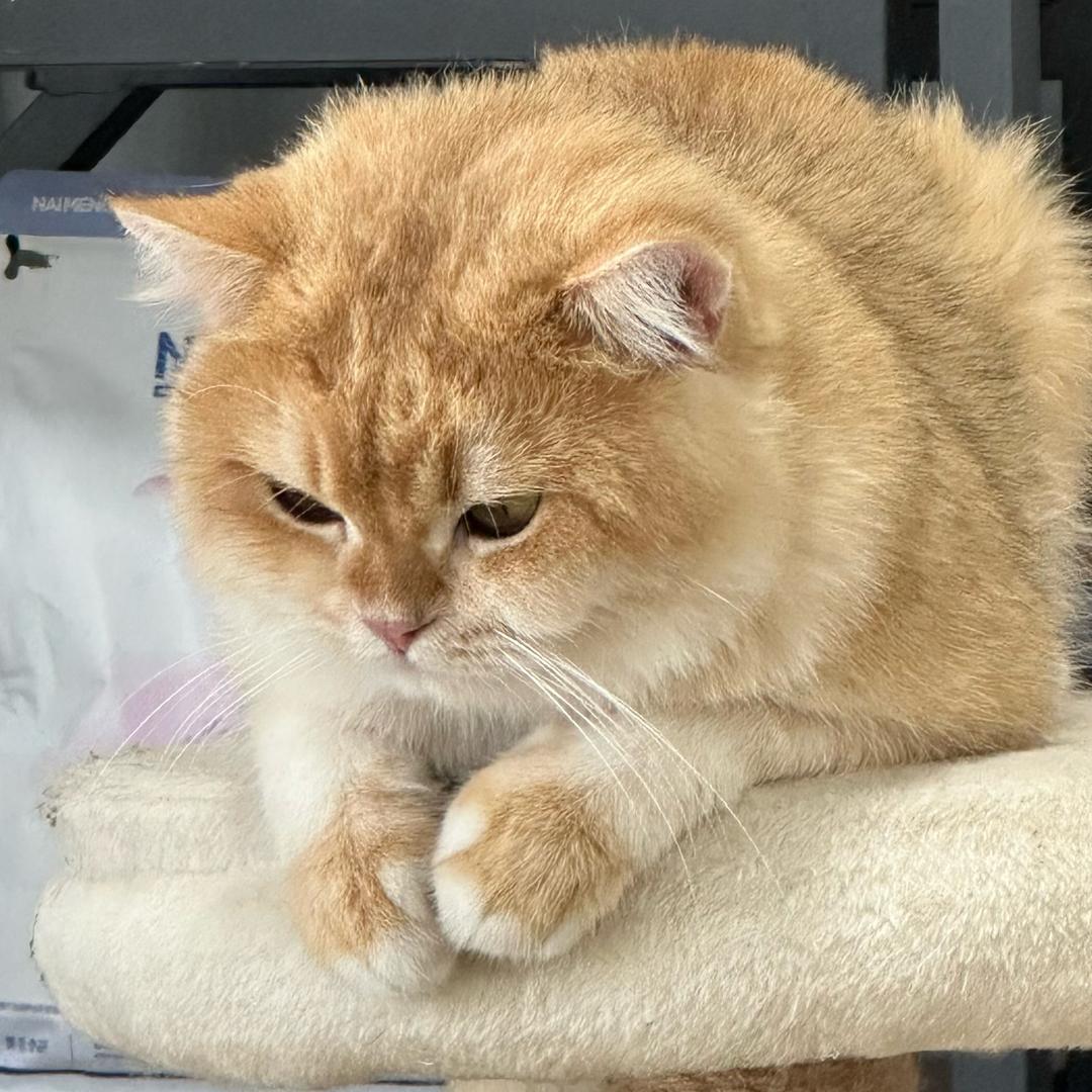 大黄桑阿里嘎多