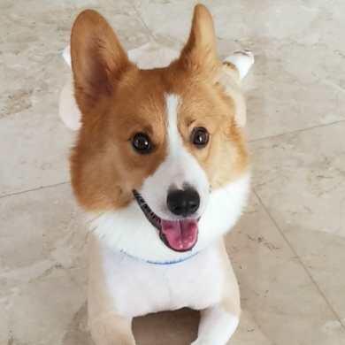 小短腿笨笨