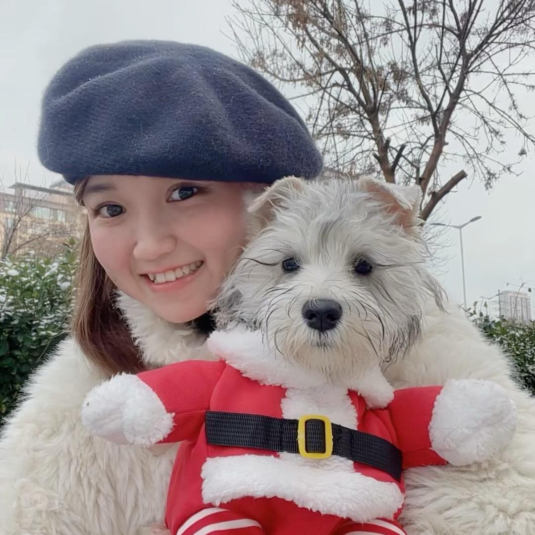 猪七七（养元宝版）