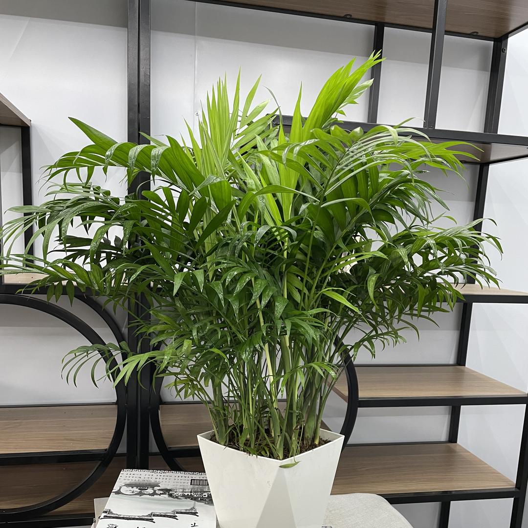 广州元森花卉有限公司