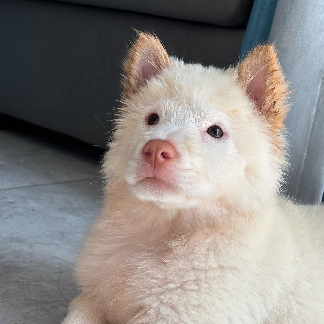 米来是只土松呀