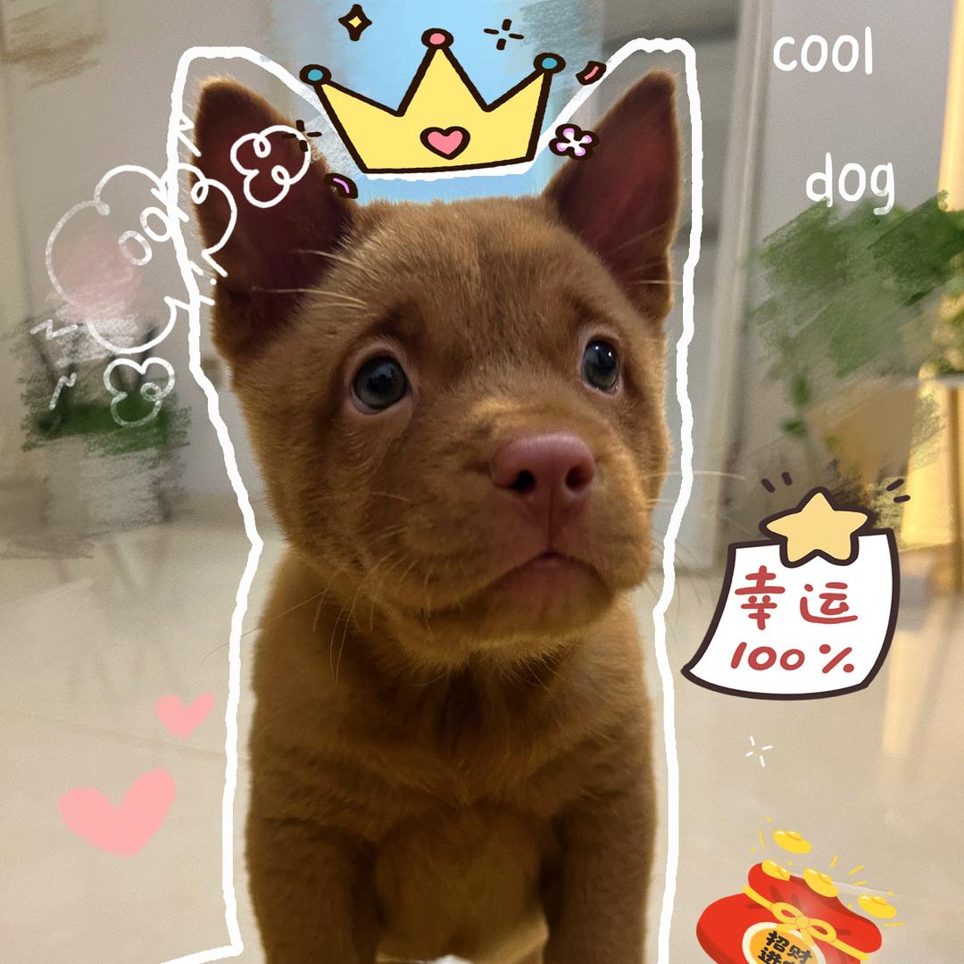 萌多有多萌