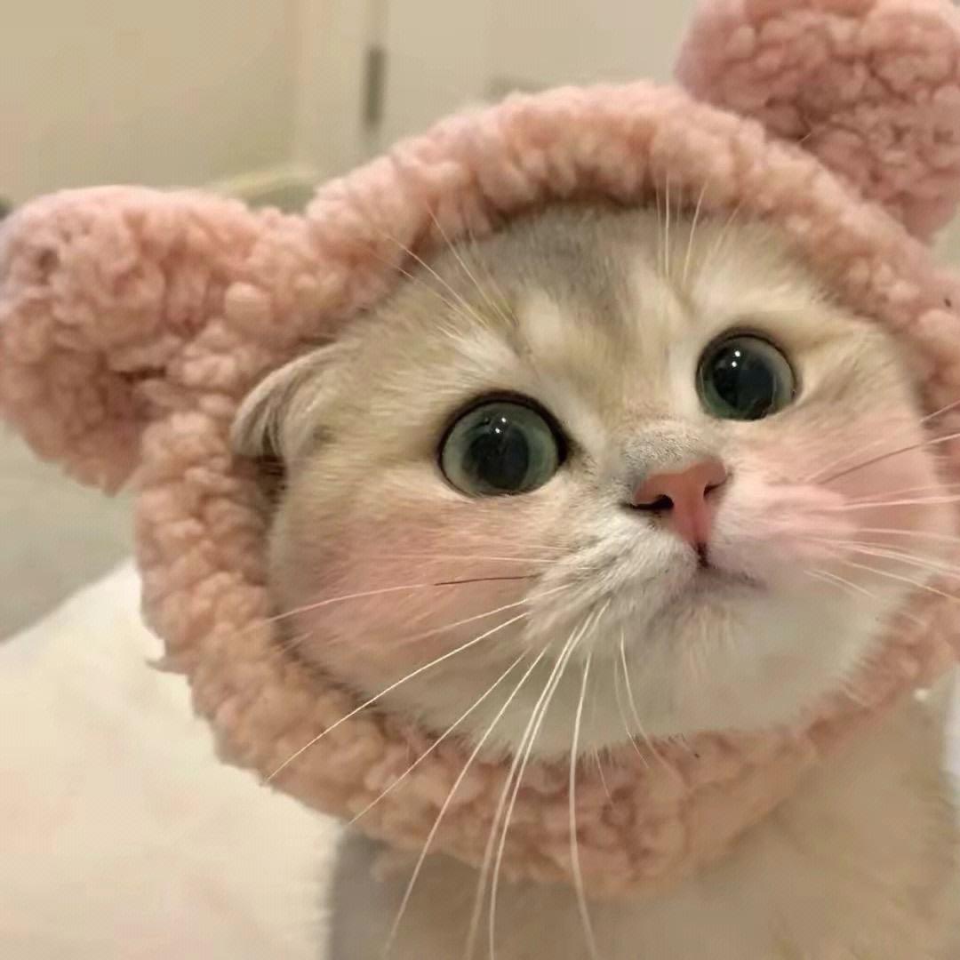 猫猫日记