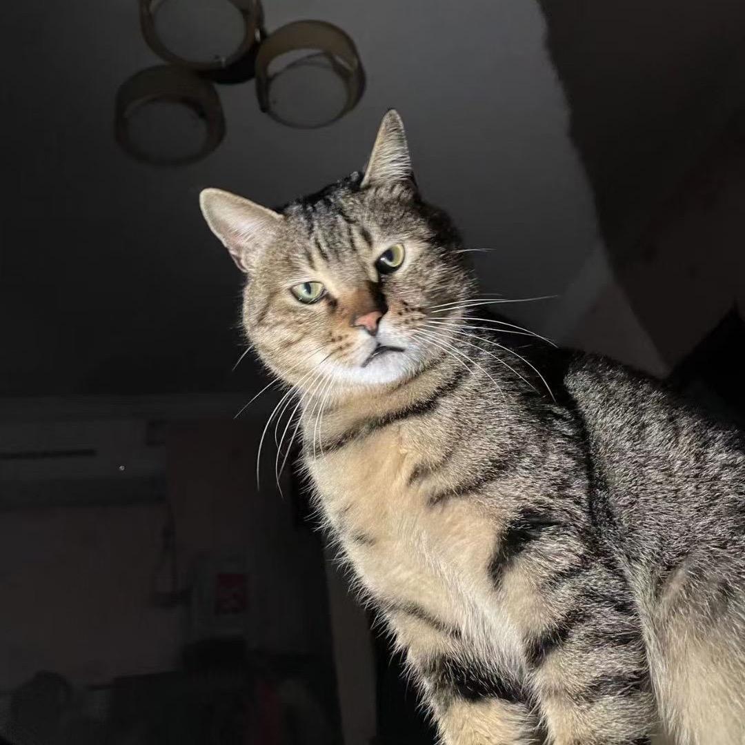 猫哥