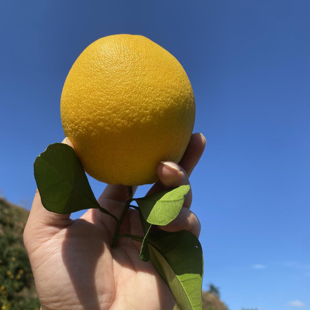 老表飞古赣南脐橙自家果园