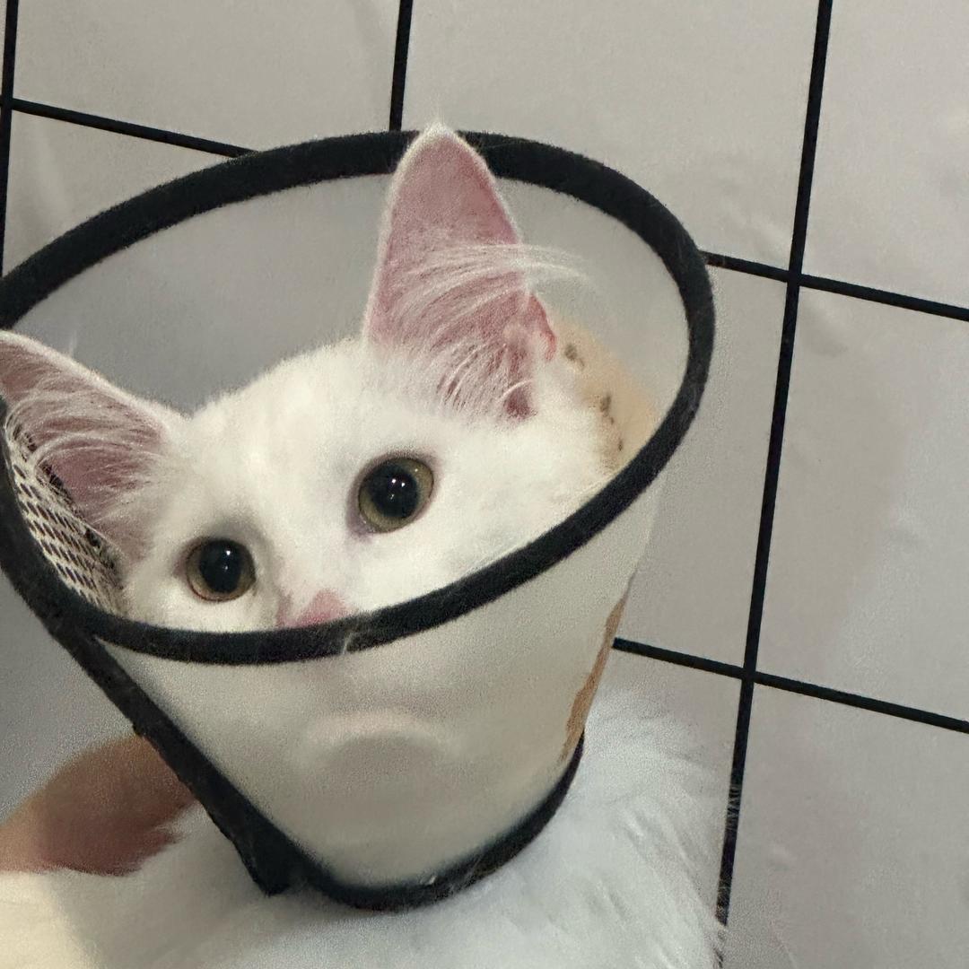 🌸望月芽心（养喵日记）🐾