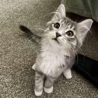 🍊橙🐟（🍠）