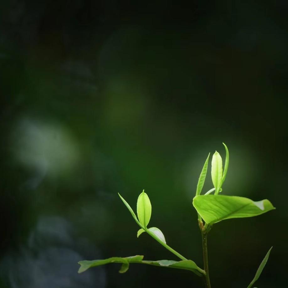 西双版纳倚邦庄园