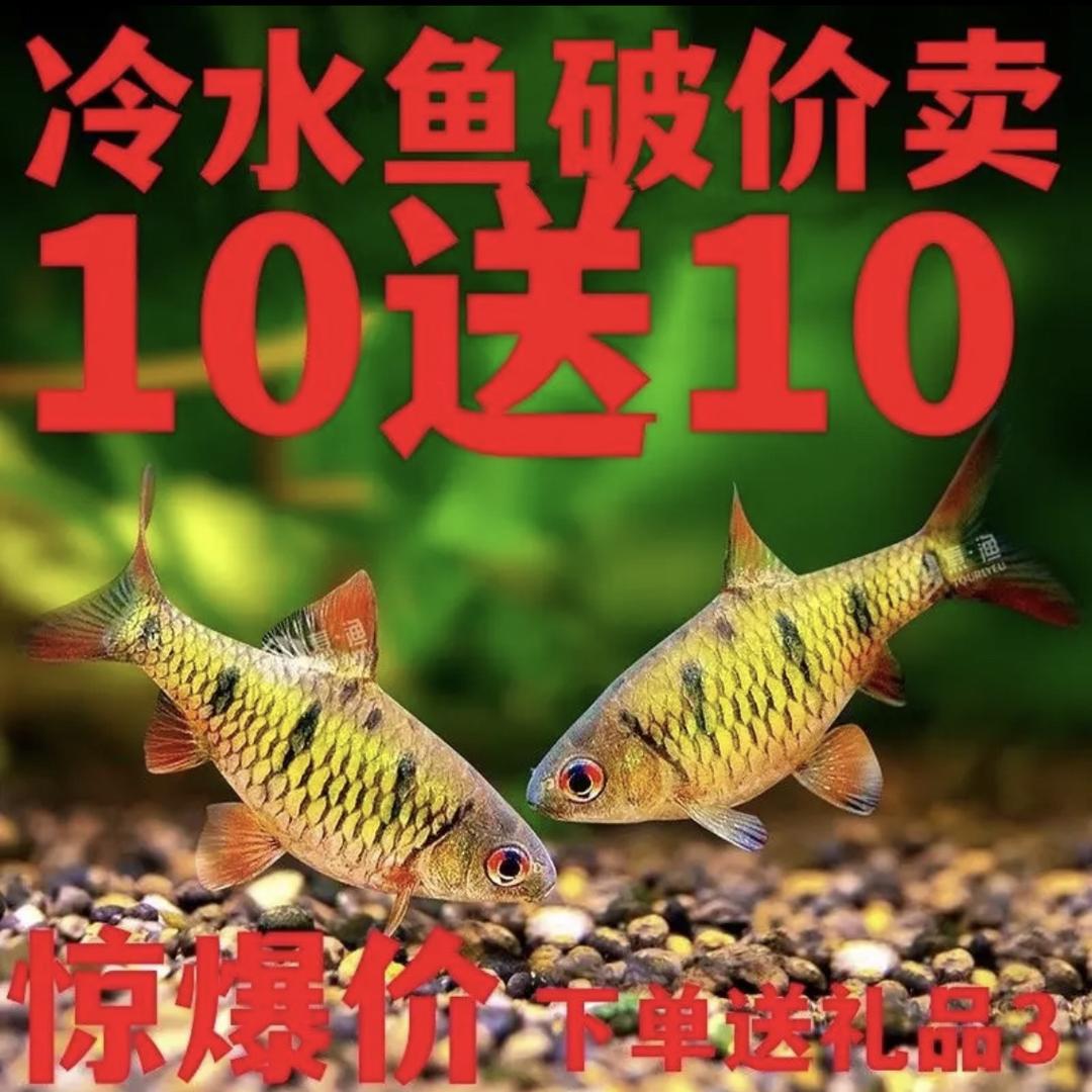 启宁宠物生活坊