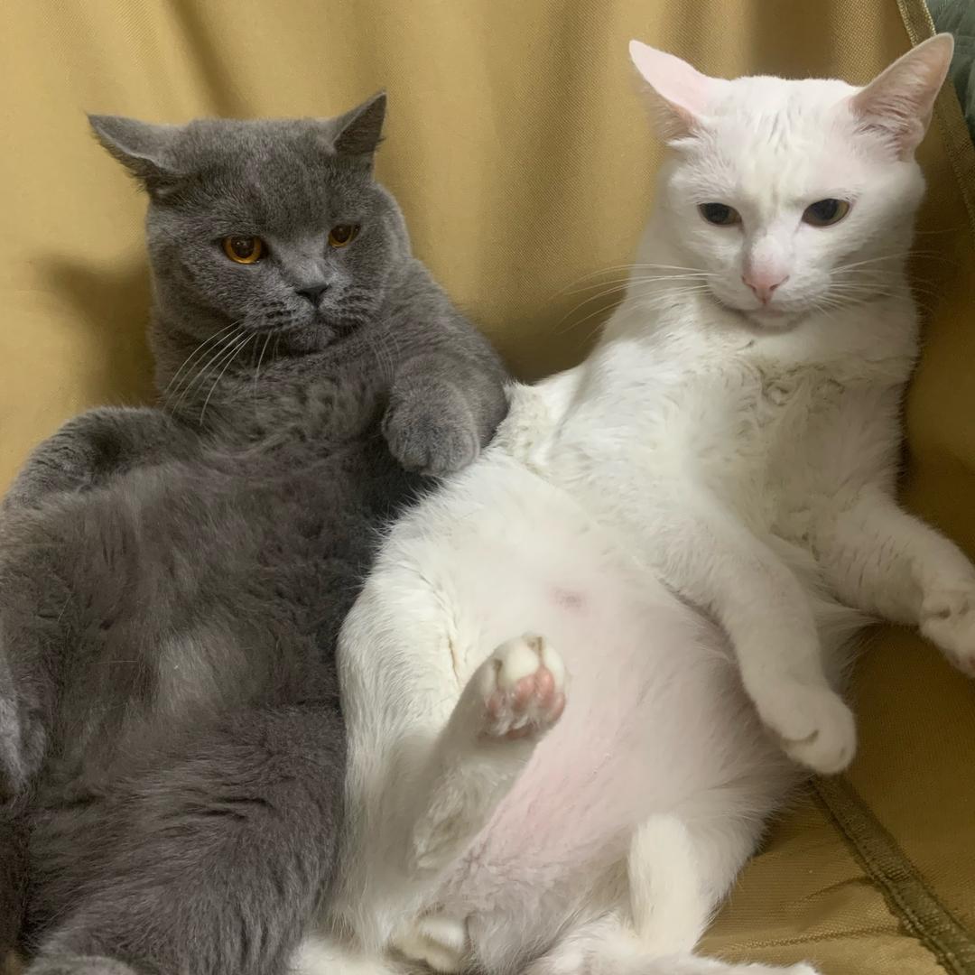 我家有个傻豆豆