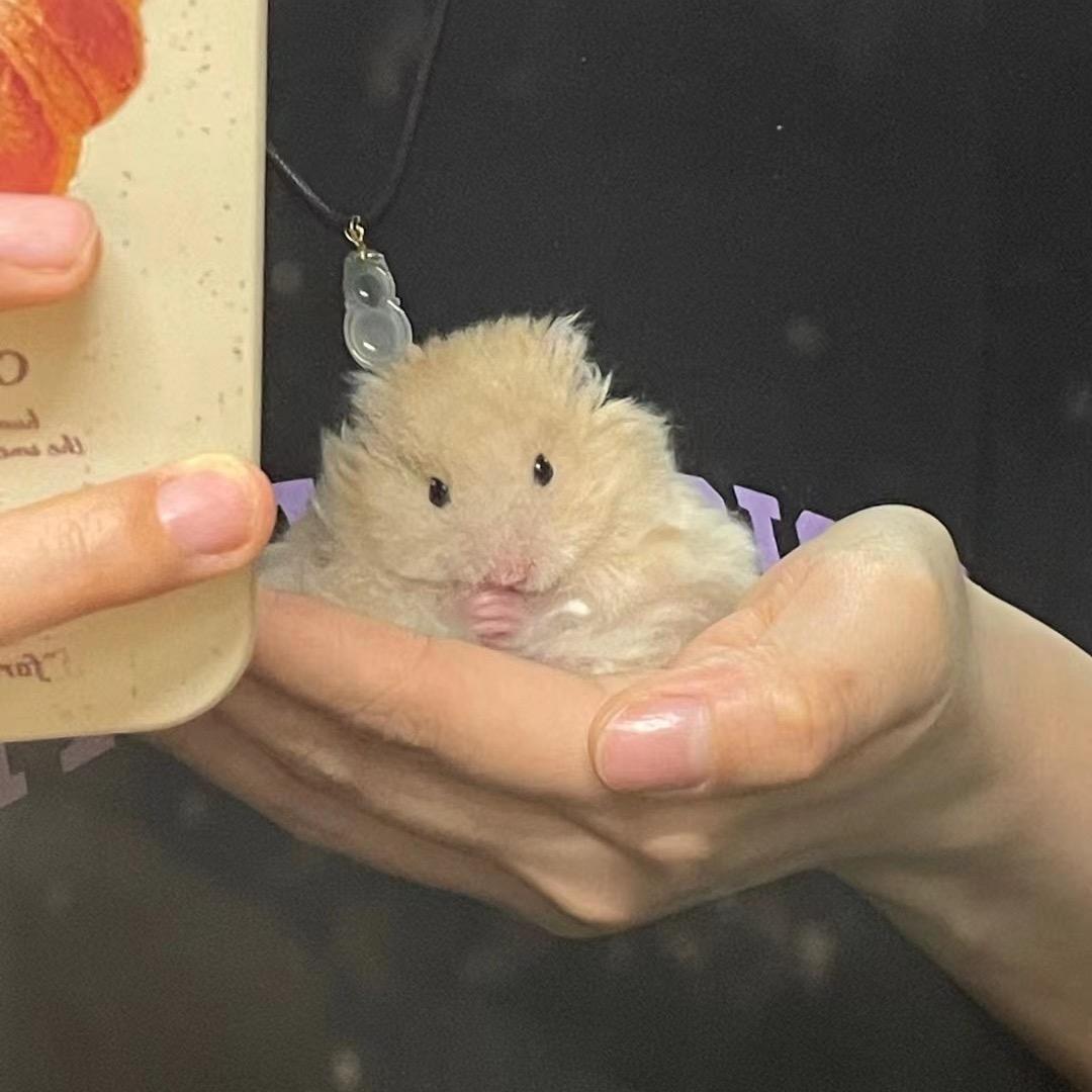 Buffer0824家的小熊（出熊）