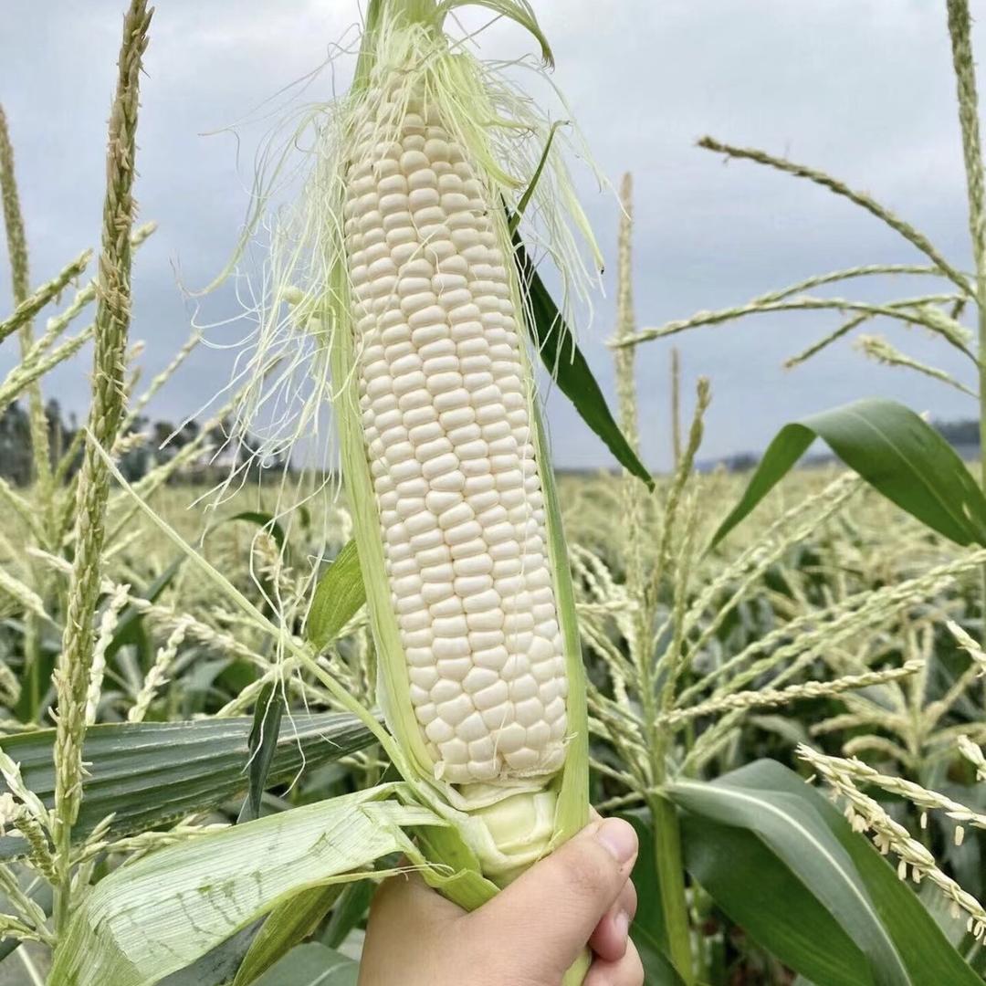 上海南汇玉米次日达