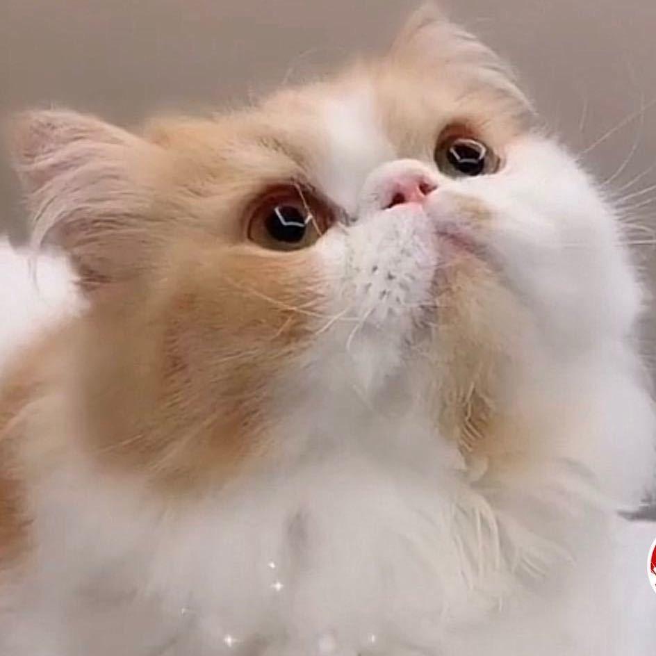 大花和他的兄弟们@抖音