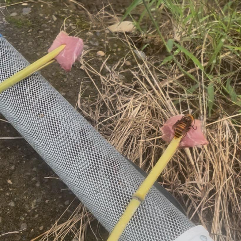 小陈户外虎头蜂