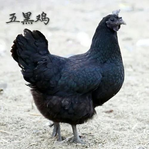可乐小农场
