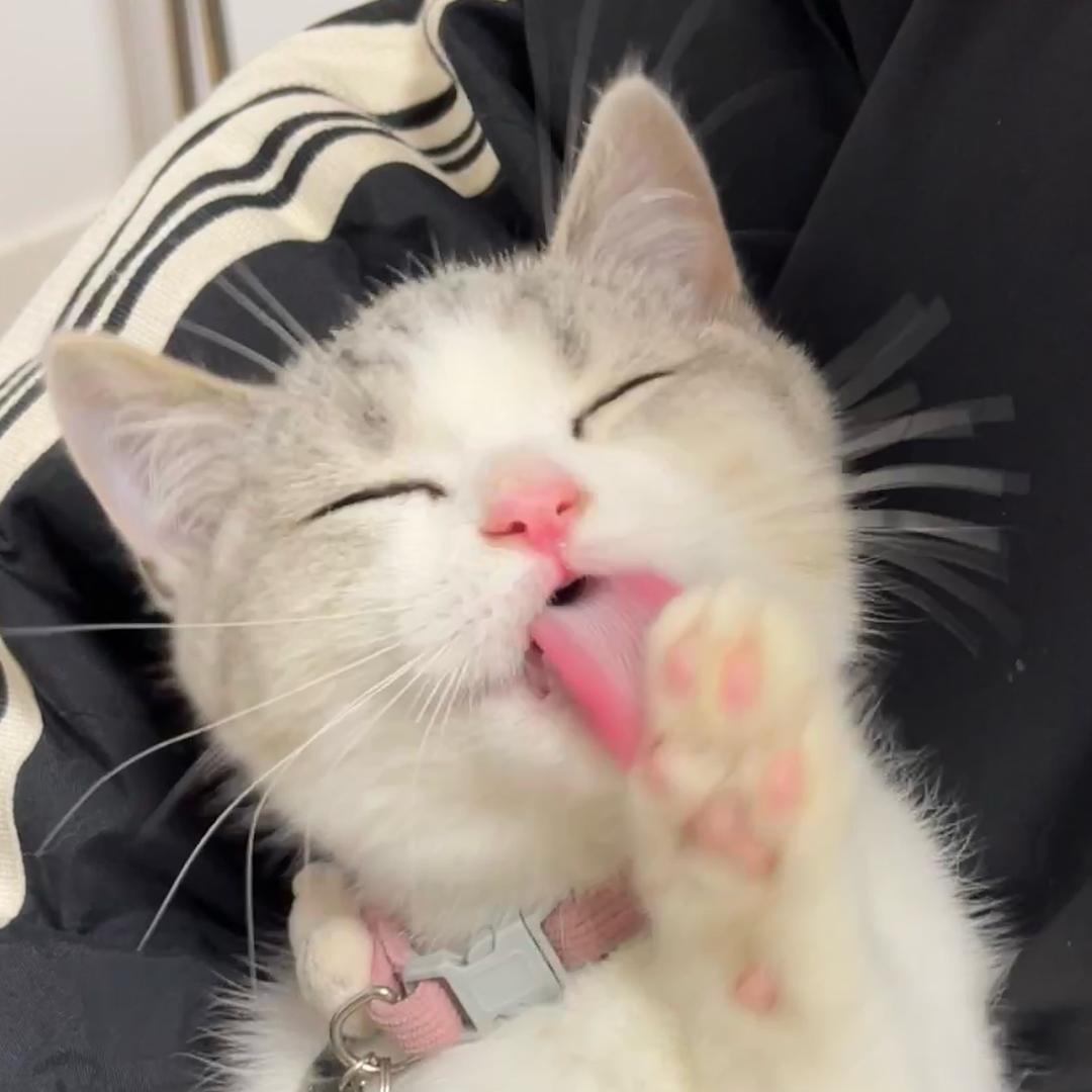 糖豆不吃糖