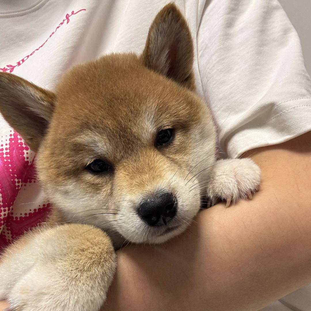 柴犬很听话