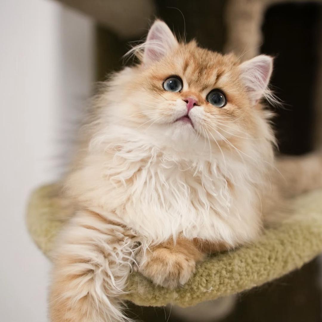 东莞宠物猫批发中心