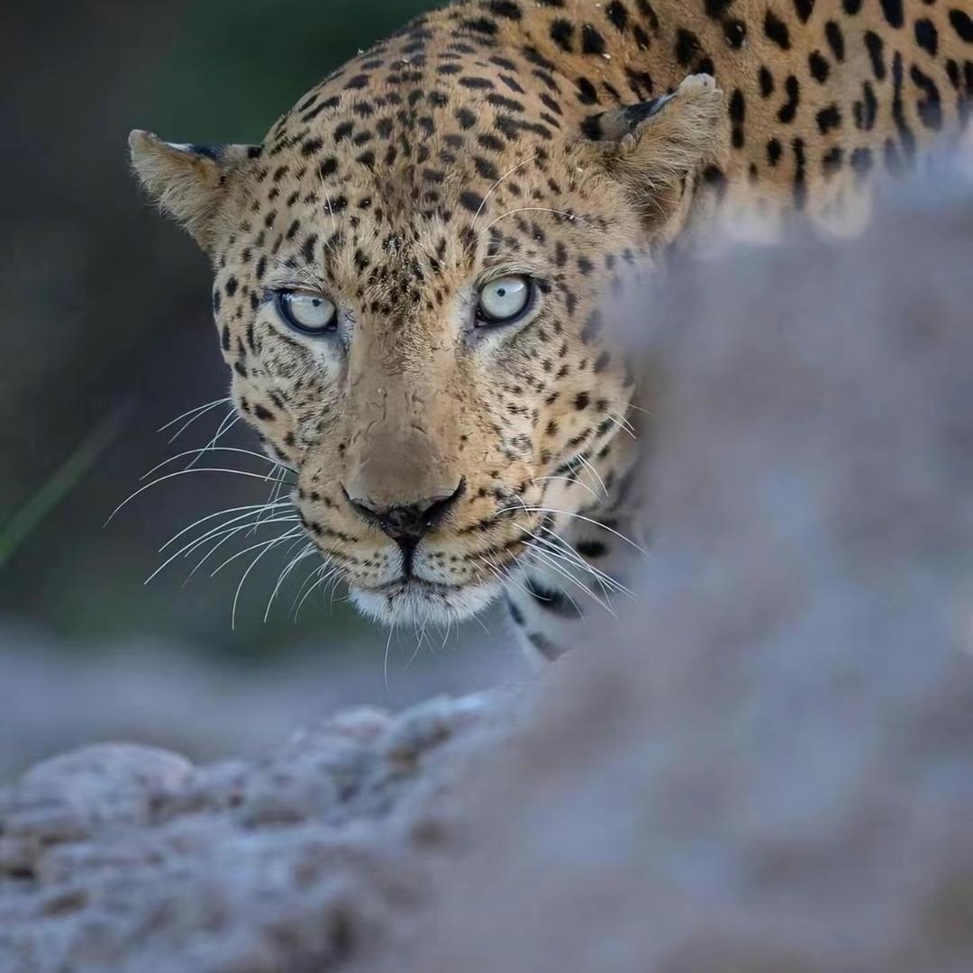 今天也是幸运圈呀