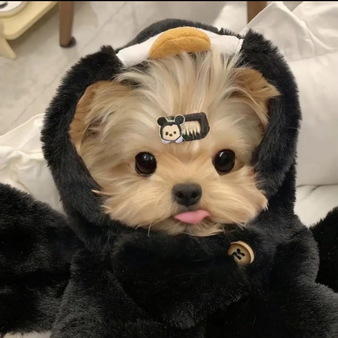 笨蛋帅哥