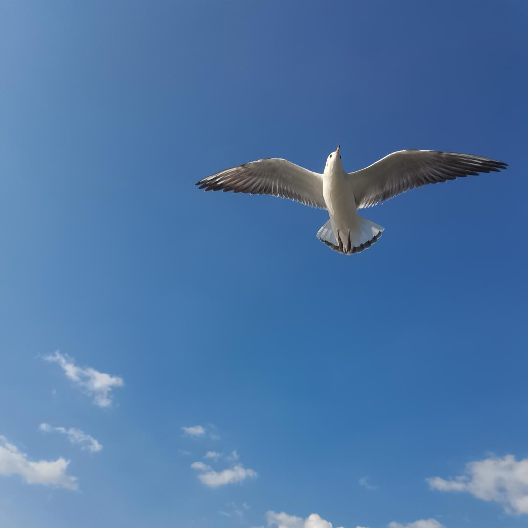 农村人