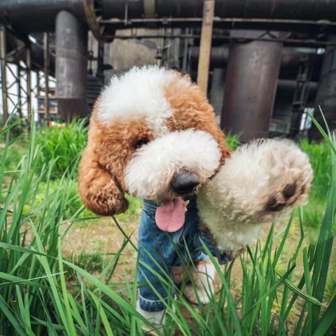 🌼安妮巨贵犬舍🌼