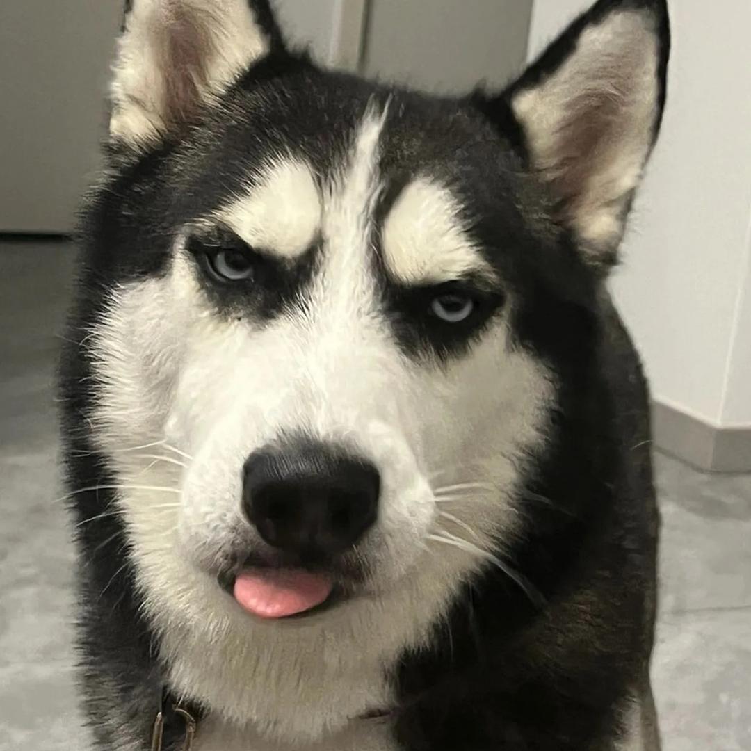 @疯狂哈士奇